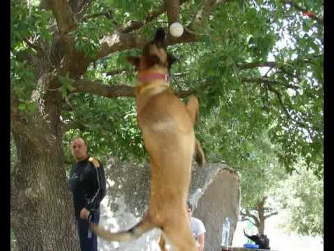 ISRAELI DOG ATTACKS UNBELIEVABLE   - police K9 and military dog   MALINOIS DVASH  - דבש