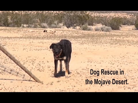 Epic Mojave Desert Dog Rescue Mission - A MUST SEE.  Please Share.