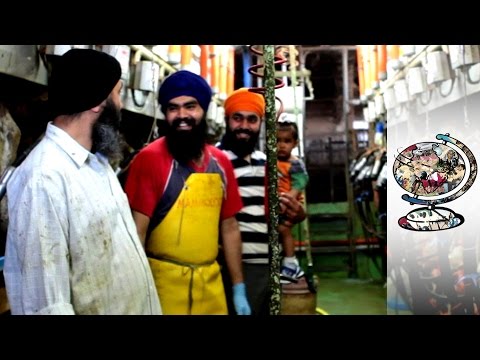 The Sikh Immigrants Behind 'Italian' Cheese