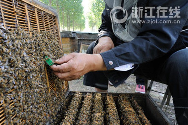 china-bees-beehive