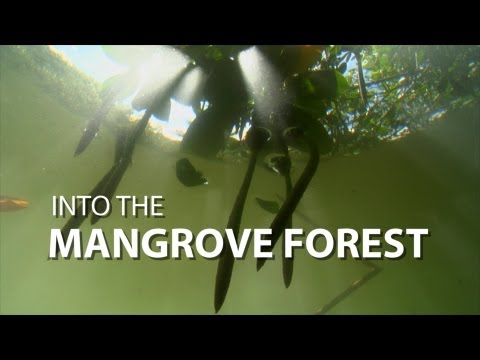 Into the Mangrove Forest | UnderH2O | PBS Digital Studios