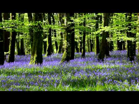 8 Hour Nature Sound Relaxation-Soothing Forest Birds Singing-Relaxing Sleep Sounds-Without Music