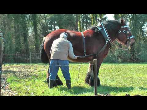 Belgian Draft Horse at work