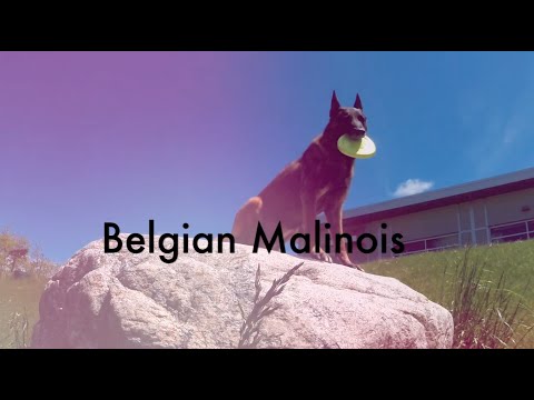 Belgian Malinois - Not for every dog owner.