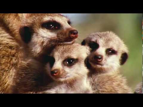 David Attenborough - Wonderful World - BBC - Full HD 1080p