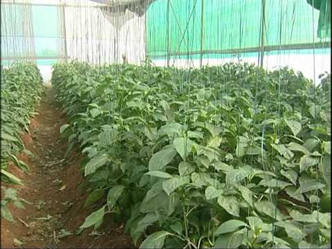 Capsicum Cultivation in Green House, English