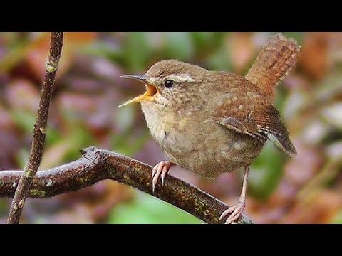 Wren Bird Singing a Beautiful Song - Birdsong - Troglodyte Mignon