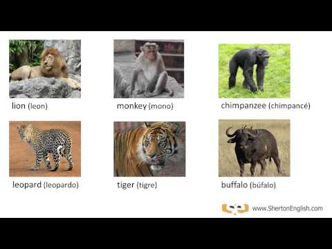 Vocabulario Inglés: Los Mamíferos y Animales Salvajes  (Mammals & Wild Animals)