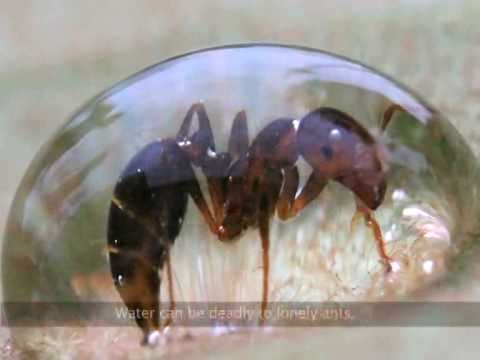 Mass of ants behaving as a fluid