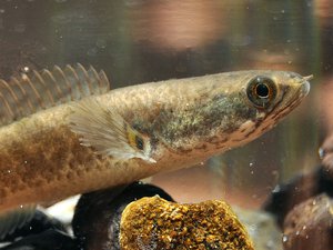 File - A Dwarf Snakehead fish, Channa gachua, from Karawang, West Java.