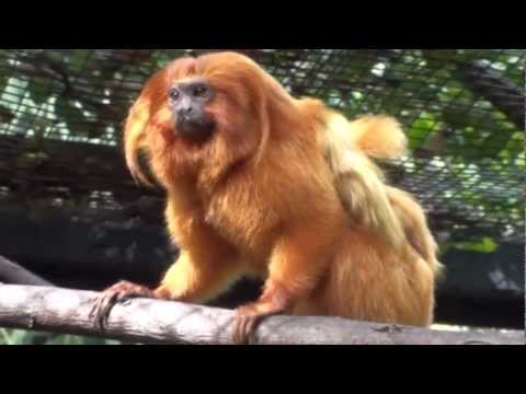 Meet the Golden Lion Tamarin Family at the Palm Beach Zoo