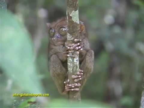 WORLD'S SMALLEST PRIMATE, TARSIER, BOHOL, PHILIPPINES