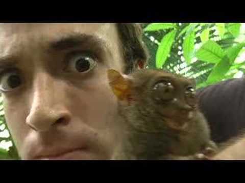 My Pet Monkey - Philippine Tarsier, Smallest in the world!