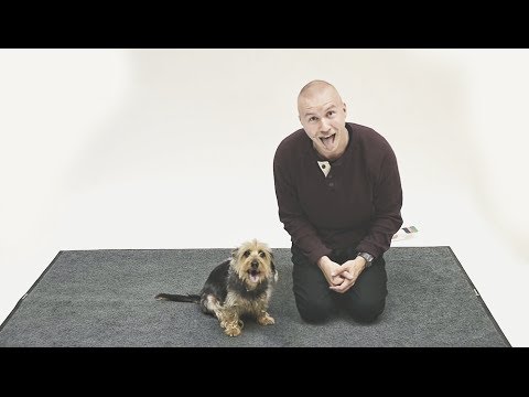 How Dogs react to Human Barking?