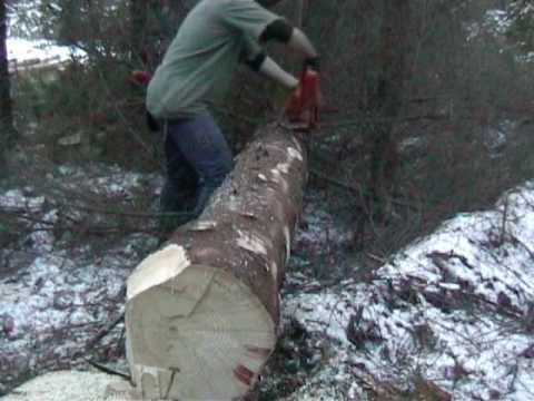 Forestry in Sweden 1