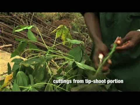 Rapid multiplication of cassava: Part 1 of 2