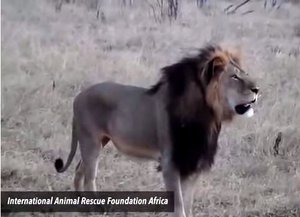 Cecil the lion: Zimbabwe accuses US tourist Walter James Palmer of killing icon