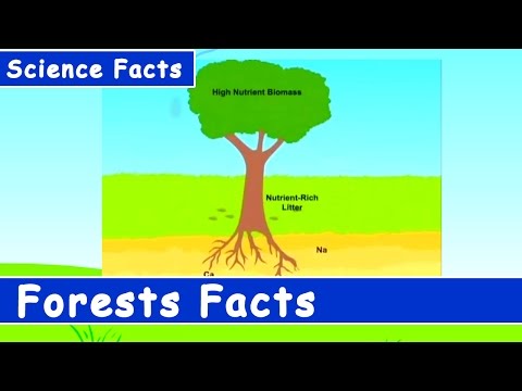 Science for Kids | Temperate Forest Biome | The Forest Facts