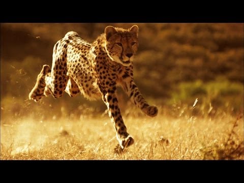 This is Why You Can't Outrun a Cheetah