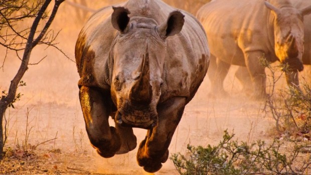 Charging-Rhino-800x529