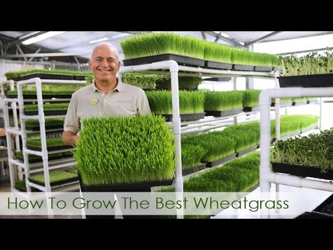 How To Grow The Best Wheatgrass | Hippocrates Health Institute Video