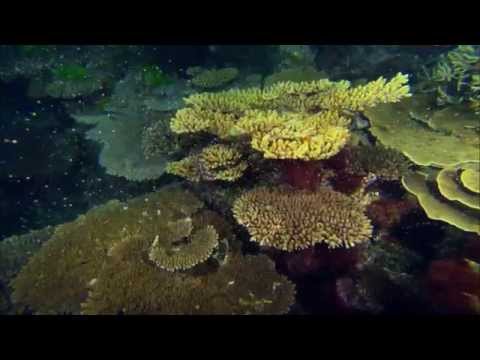 BBC HD Great Barrier Reef 1 Nature's miracle