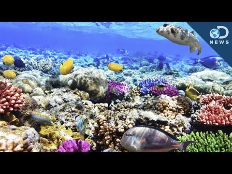 What Are Coral Reefs And What's Their Purpose?