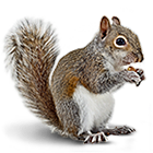 Grey Squirrel