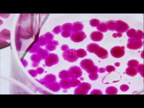 A Decade Of The Human Genome (BBC Documentary)