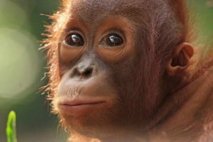 Endangered orangutans may be imperilled by a new coal development. Credit: iStockphoto