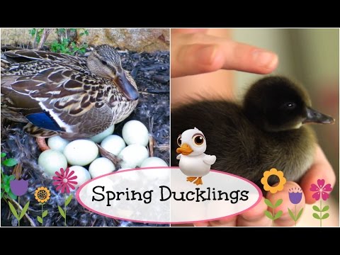 Baby Ducks Hatch LIVE | Brooklyn and Bailey