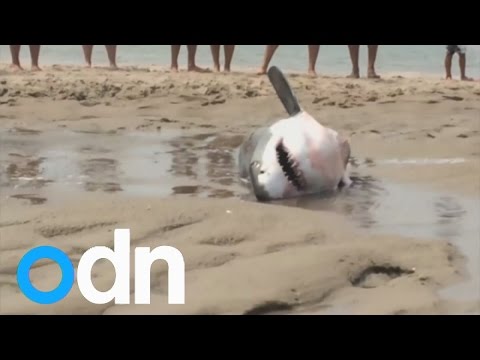 Great White Shark rescued on Massachusetts beach