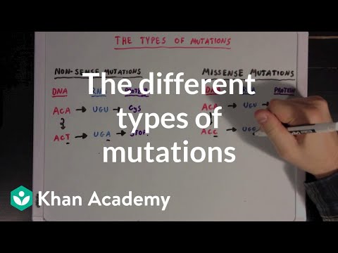 The Different Types of Mutations