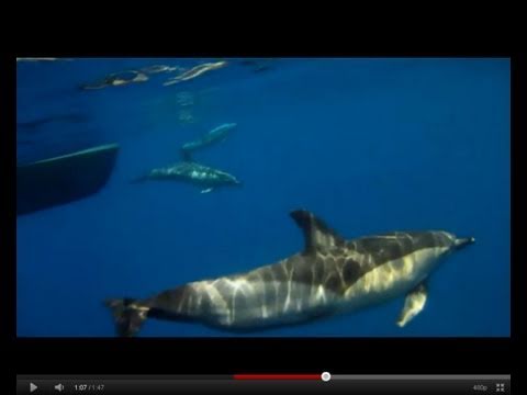 Dolphins in the Mediterranean: Alborán Sea