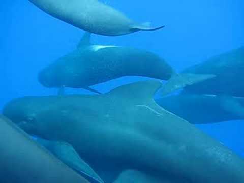 Alboran Sea pilot whales