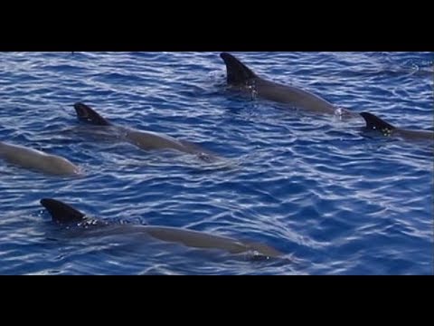 Mga kakaibang ugali ng marine wildlife sa Bohol Sea