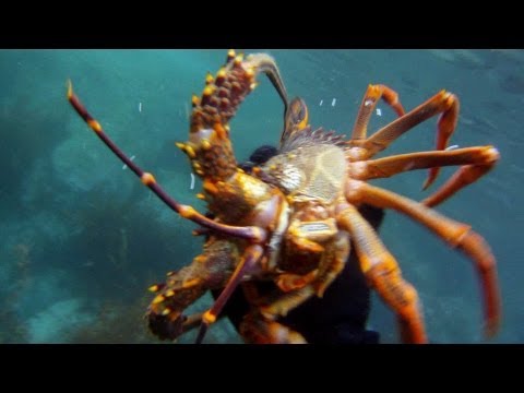 Freediving D'Urville Island, New Zealand