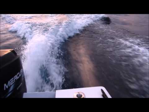 Killer whales (orcas) chase our boat near San Diego Bay