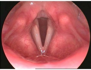 1-Anatomia_Página_11