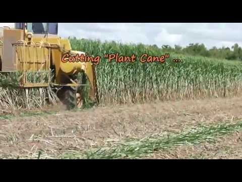 Planting Sugarcane in Louisiana 8/23/2013