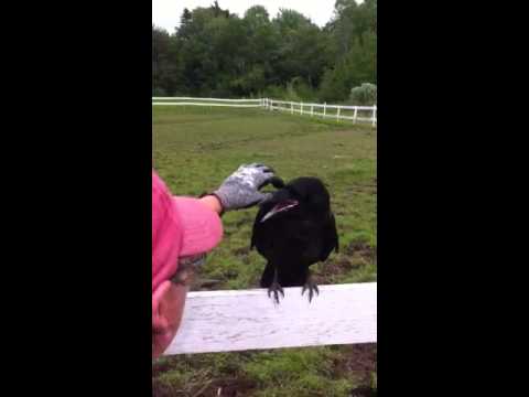 Raven Rescue (Crow)