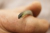 A solo Striped Legless Lizard