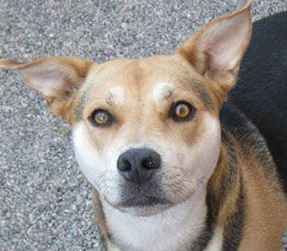 Missoula Animal Control Pet of the Week: Gypsy wants family she can trust