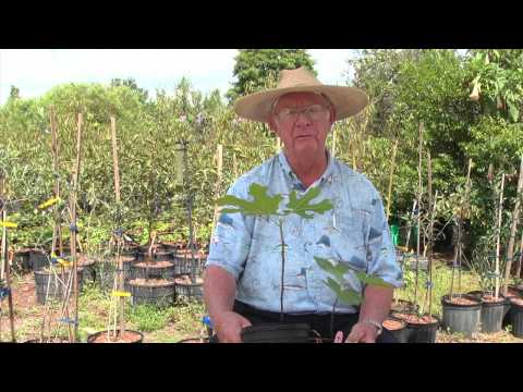 How to Grow Fig Trees