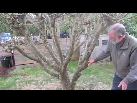 How to prune figs in a cool climate for first (breba) crop fig production