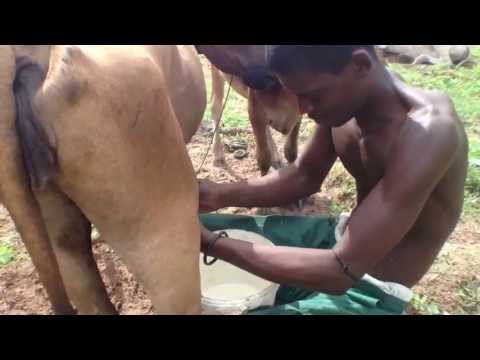 Tribal Fula Milking arrangement in Africa