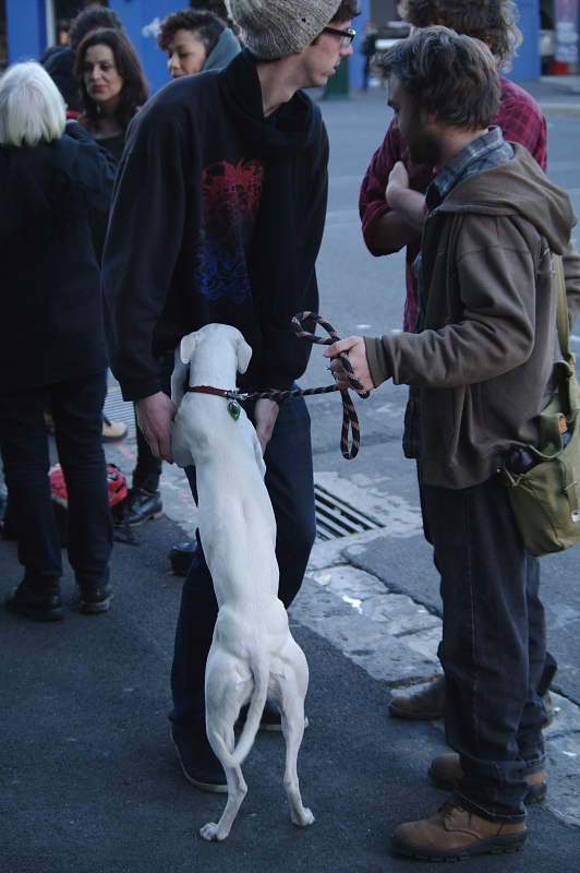 Dog reaching up to owner