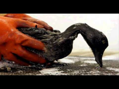 Oil Spills Affecting Marine Life