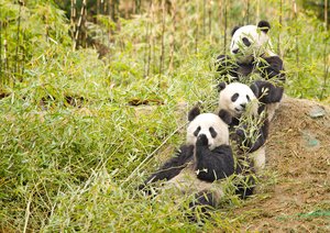 File - Giant pandas eating bamboo in Sichuan Province, China. Giant pandas are an endangered species.