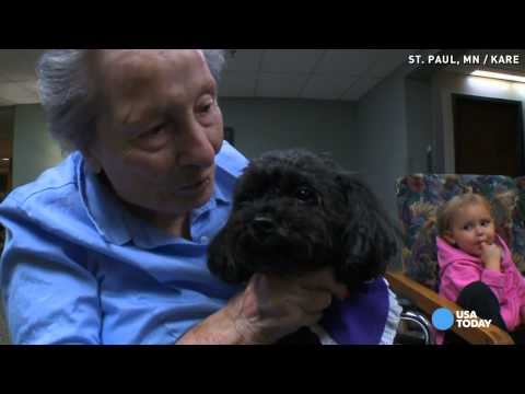 This teacup poodle rides elevators to visit friends